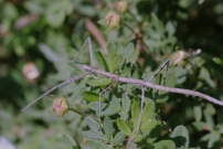 Le Phasme gaulois (Phasmatodea - Bacillidae - Clonopsis gallica)